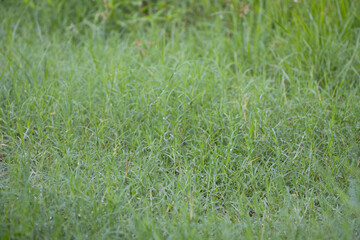 Seamless Green Grass Texture – Ideal for Landscaping and Outdoor Themes