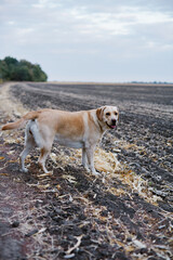 A yellow Labrador walks near a plowed field in the late spring