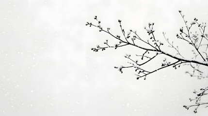 Fototapeta premium snow drops on white background