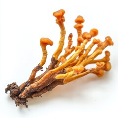 Fototapeta premium 3D Illustration of Cordyceps Mushroom