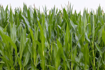 Obraz premium a large amount of sweet corn in the field during the ripening period