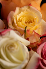 bouquet of roses of different colors close-up