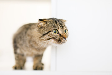 A Scottish lop-eared kitten sits on large white rack, looking out for something with predatory eyes