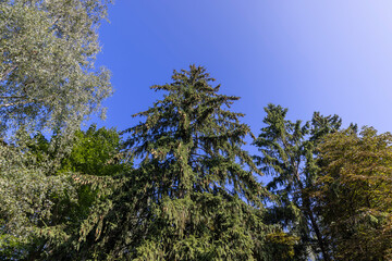 green needles of the pine coniferous tree in sunny weather