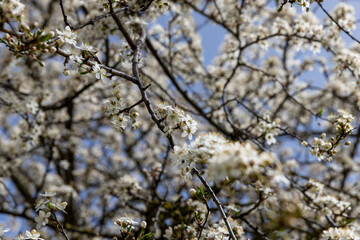 cherry blossoming with white flowers