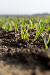 green sprouts of frost-resistant wheat, close-up