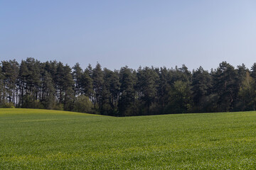 a large amount of green wheat that grows actively in spring
