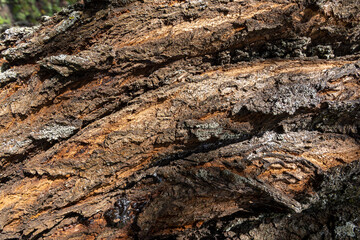 part of the bark of an old cherry tree