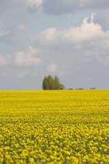 a monocultural field with rapeseed that begins to bloom