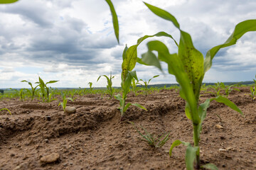 wet dirty corn in the ground after a thunderstorm with rain