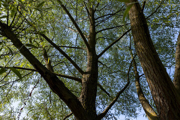 the willow tree in the summer in sunny weather