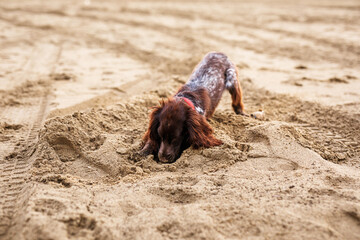 Brown Springer Spaniel Enjoying Playtime on Riverbank