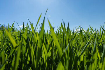 Fototapeta premium green wheat sprouts in a farmer's field