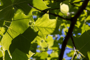 the beautiful foliage of the tulip tree in sunny weather