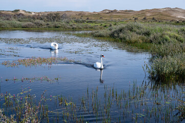 A swan in the water of a small lake