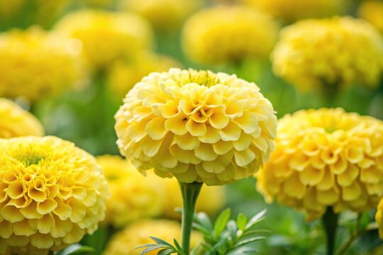 Macro close-up of pale yellow marigold flowers blooming brightly in garden
