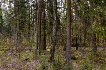 spruce forest with tall trees with sharp needles
