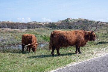 Highland cattle on a road in a dune landscape