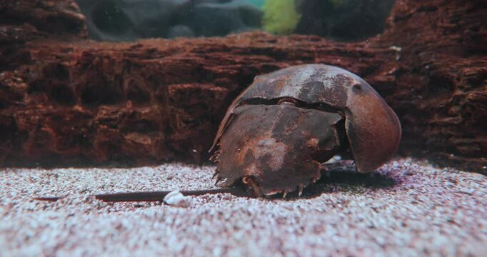 Atlantic horseshoe crab (Limulus polyphemus), also known as the American horseshoe crab, is a species of horseshoe crab, a kind of marine and brackish chelicerate arthropod.