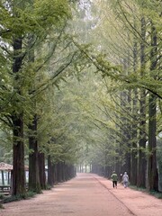 메타쉐콰이어 가로수길