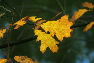 autumn leaves in the forest