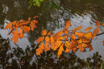 autumn leaves on water