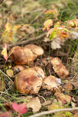 A bunch of mushrooms are growing in the forest