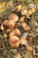 A bunch of mushrooms are growing in forest, top view
