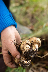 A person is holding a mushrooms in their hand