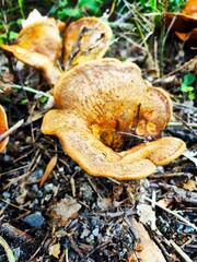 mushrooms in the forest