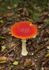 toadstool in the forest, forest floor