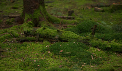 beautiful area in the forest, moss-covered tree trunk, mythical background