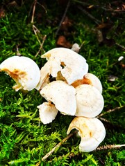mushrooms in the forest