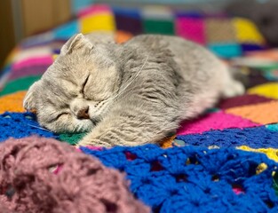 Nice cute scottish cat with the blanket relax rest at home