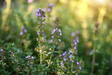 Common thyme (lat. Thymus vulgaris) or creeping thyme close-up. Selective focus