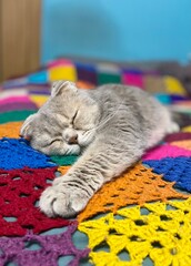 Nice cute scottish cat with the blanket relax rest at home