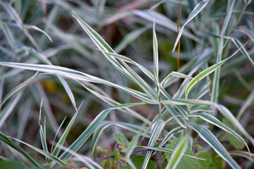 Feather reed grass Overdam leaves (Calamagrostis acutiflora). Plant background