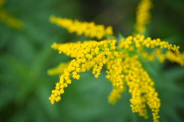 Solidago canadensis blooms, commonly called goldenrods. Close up yellow flowers in the garden. Selective focus