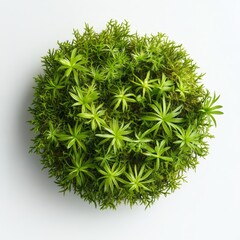 Fototapeta premium 3D Illustration of Green Moss in Flat-Lay