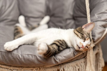 Cat resting, sleeping, relaxing hanging home rope swing in a Scandinavian interior. cat face lying on the fabric. muzzle of a sleeping cat with closed eyes. pet ownership, pet friendship concept
