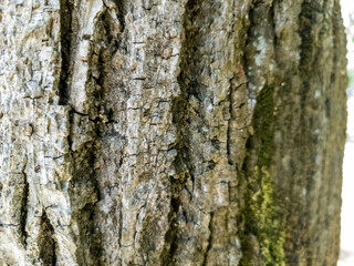 Bark of a pine tree, wooden background, texture, pattern.