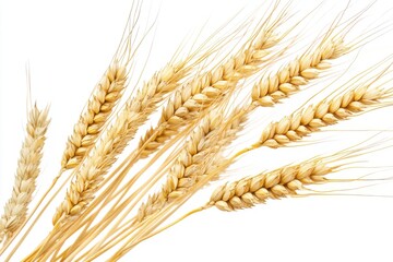 Horizontal wheat ears isolated on a white background with clipping path