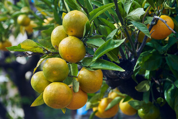 tangerines mandarines on the tree