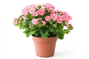 Pink Kalanchoe plant in pot isolated on white background