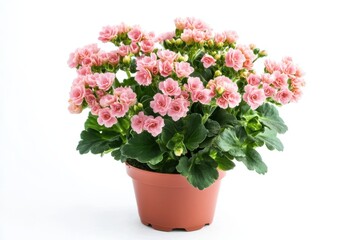 Pink Kalanchoe plant in pot isolated on white background