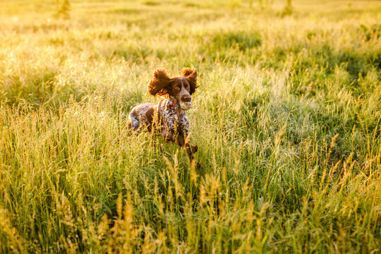 Russian brown spaniel lying in green grass in a field and lit by the setting sun