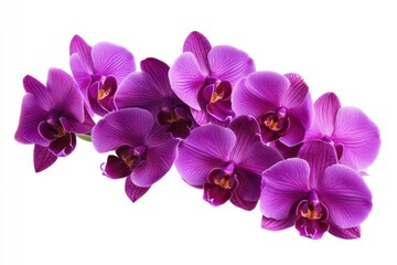 Purple orchid flower bouquet bloom in the garden isolated on white background included