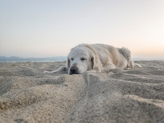 golden retriever dog entering the sea sunbathing lying on the hot sand under the sun on the beach. pet ownership, pet friend