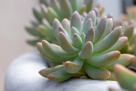 Close-up image of x Graptosedum 'Francesco Baldi' Succulent