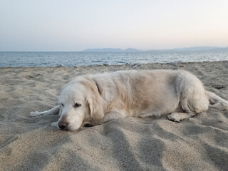 golden retriever dog entering the sea sunbathing lying on the hot sand under the sun on the beach. pet ownership, pet friend